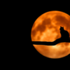 Black cat silhouette on tree branch behind an orange moon on a black background