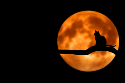 Black cat silhouette on tree branch behind an orange moon on a black background