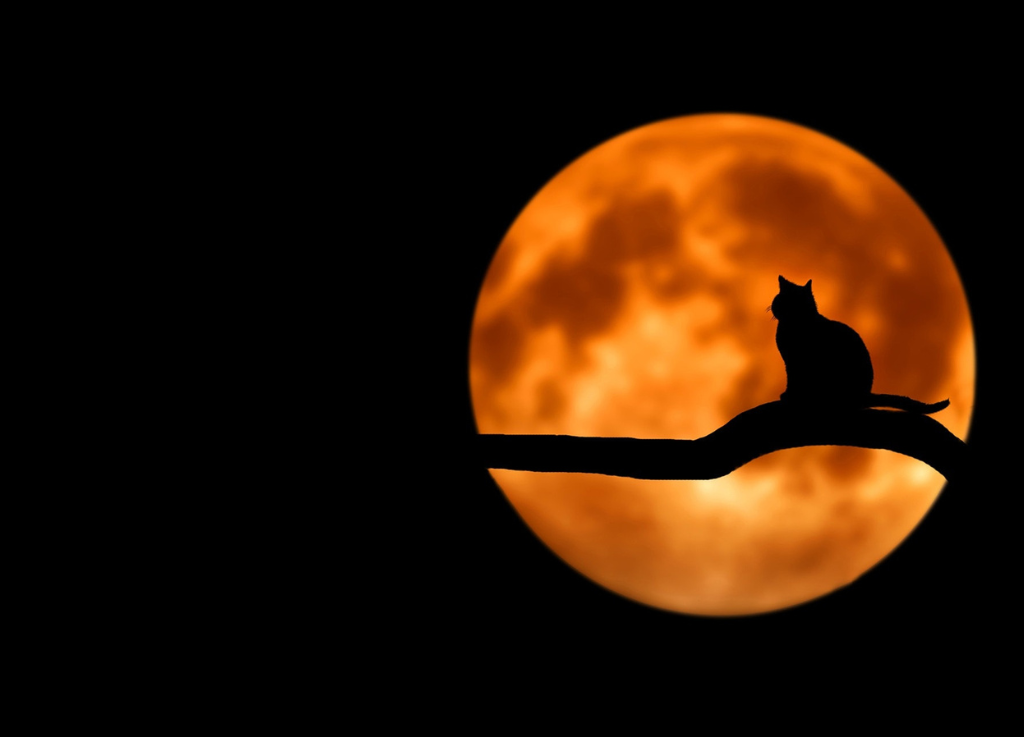 Black cat silhouette on tree branch behind an orange moon on a black background